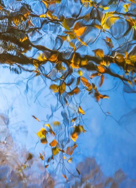 istock See Autumn in Water 1228360399