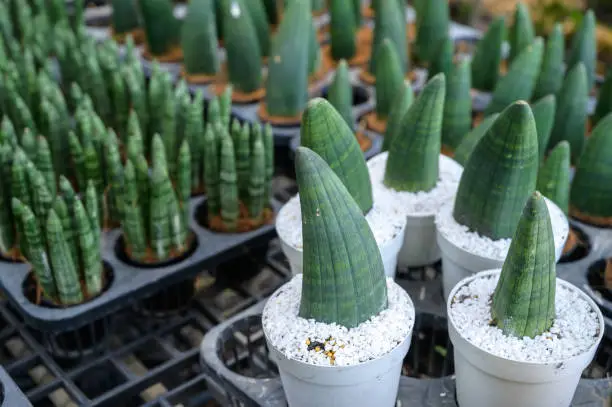 Photo of A group of Sansevieria Cylindrica (or Snake plant) arrangement in pot for selling in market.