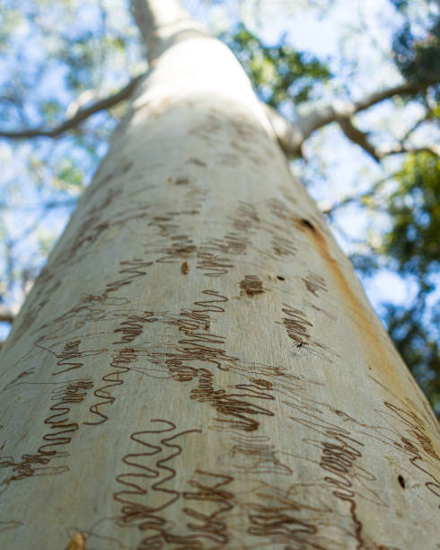 istock Photo of textured scribble marks left by insects on a eucalyptus tree trunk 1228371472