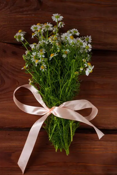 Blooming fresh camomiles bouquet wirh ribbon bow on wooden background. Beautiful chamomile flowers with green leaves. Natural Valentine's Mother's Women's day greeting card with copy space text sign.