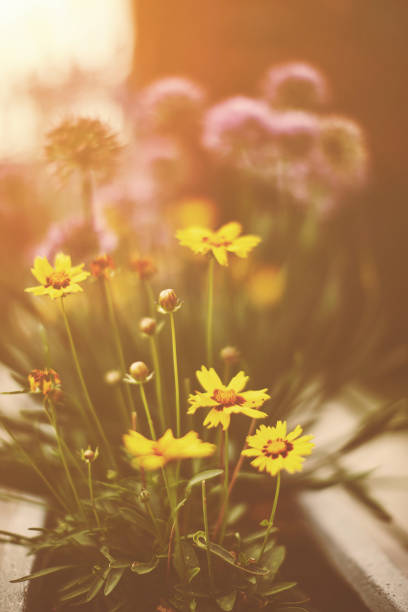 Closeup of yellow flower and green leaf under sunlight with copy space using as background natural plants landscape, ecology wallpaper concept.
