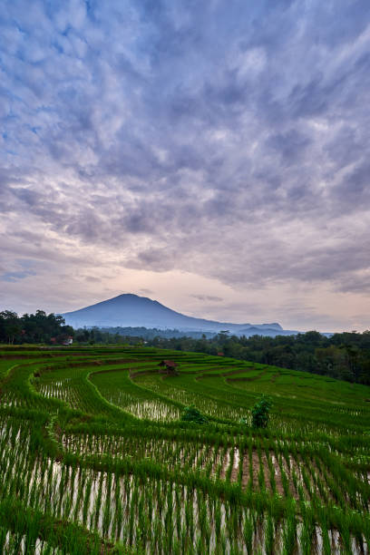 istock Scenic view terraced rice plant with mountain in the background under cloudy sky 1228488994