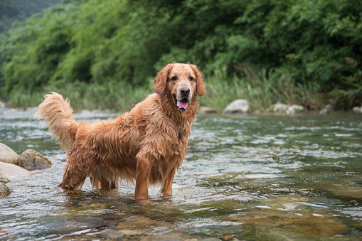 Golden Retriever playing in the stream