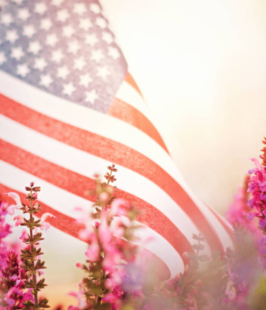 istock American flag background with salvia and catmint plants 1228533886
