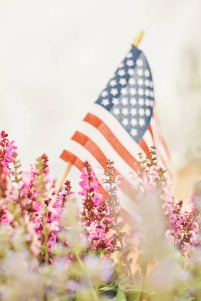 istock American flag background with salvia and catmint plants 1228534896
