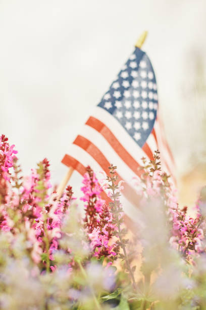 American flag background with salvia and catmint plants American flag background with salvia and catmint plants american flag flowers stock pictures, royalty-free photos & images