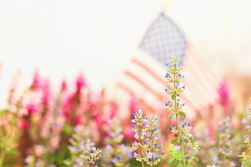 American flag background with salvia and catmint plants