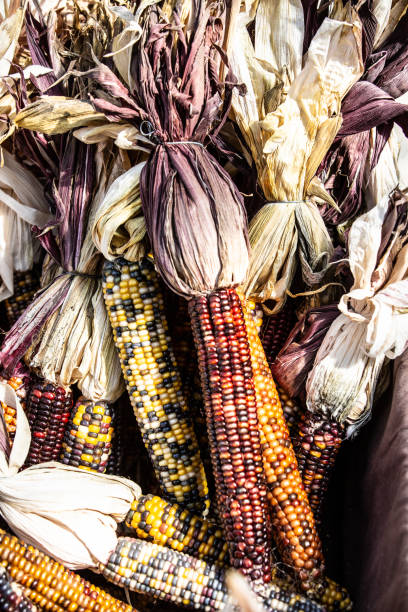フリントコーンまたはインドコーン - autumn corn indian corn decoration ストックフォトと画像