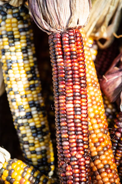 フリントコーンまたはインドコーン - autumn corn indian corn decoration ストックフォトと画像