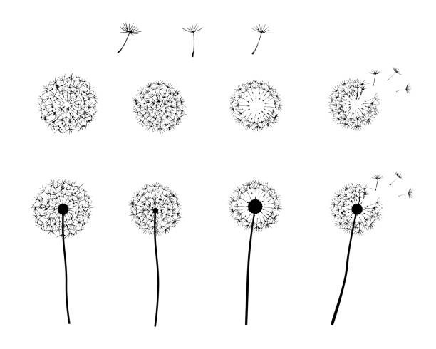 stift zeichnung illustration von löwenzahn flaum. - flower dandelion stock-grafiken, -clipart, -cartoons und -symbole