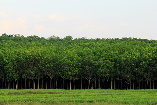 Land scape of India rubber tree plantation are growing in the farm.