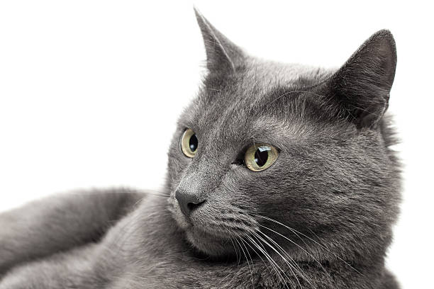 istock close-up of a grey cat lying over white background 122875105