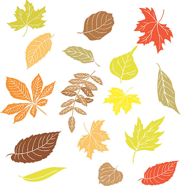 Fall leaves Set of leaves. Vector without gradient. Isolated on white. silhouette of a sycamore tree stock illustrations