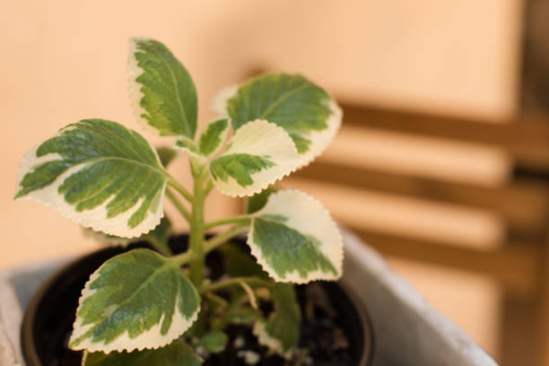 Fresh White & Green Cuban Oregano Plant in beautiful natural light.
