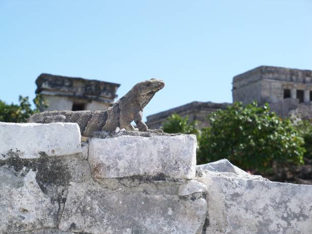 Iguana on Wall, Tulum, Mexico stock photo