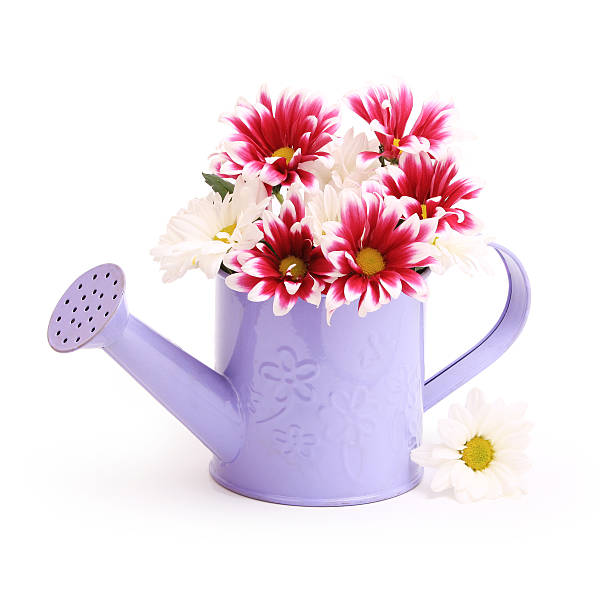 istock Gerbera flowers in watering can 122888038