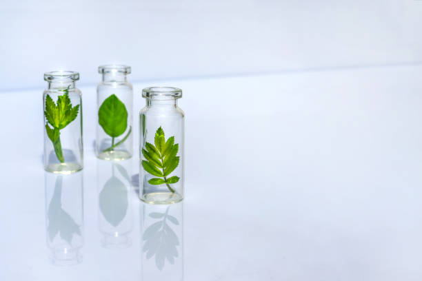 istock Bottles with herbs, natural essential oil, organic cosmetics on white background 1228944962