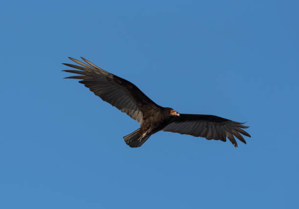 istock Turkey vulture, Cathartes aura, Single bird in flight, Tulum beach, Mexico 1228980112