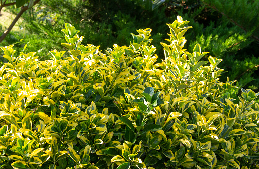 Euonymus japonicus, popular ornamental garden plant. Used in landscape design, the plant is suitable for creating a hedge