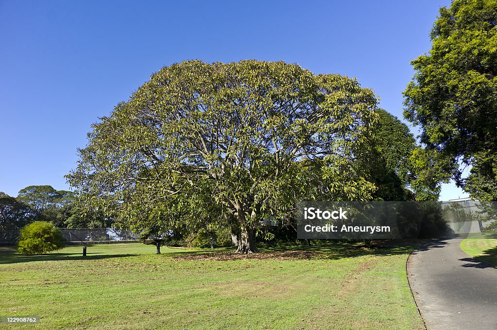 아름다운 나무 - 로열티 프리 0명 스톡 사진