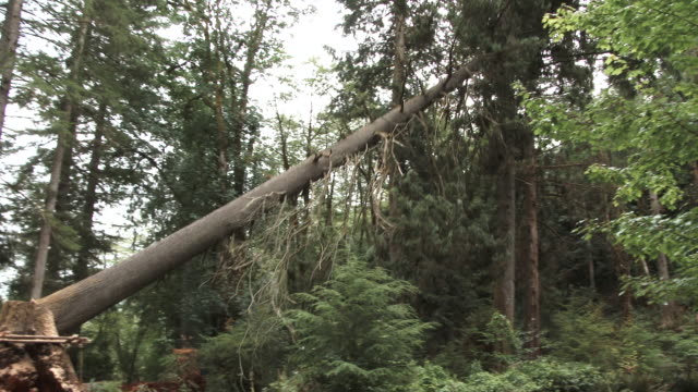 Large Tree Crashing On Forest Floor