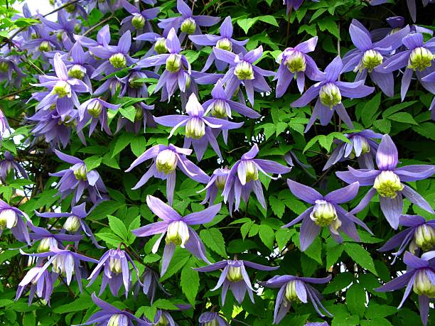 púrpura clematis-'clematis alpina' - clemátide fotografías e imágenes de stock