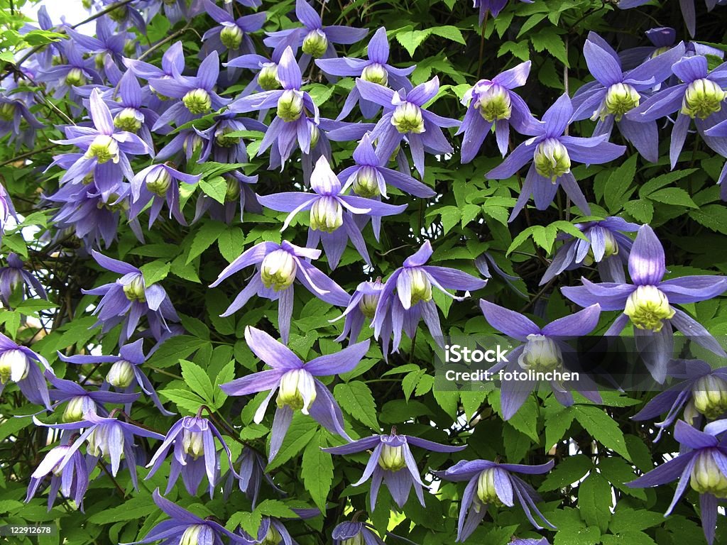 Фиолетовый Клематис-'Клематис alpina» - Стоковые фото Клематис роялти-фри