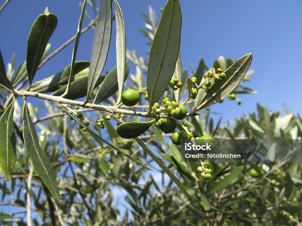 Olives - Lizenzfrei Ast - Pflanzenbestandteil Stock-Foto
