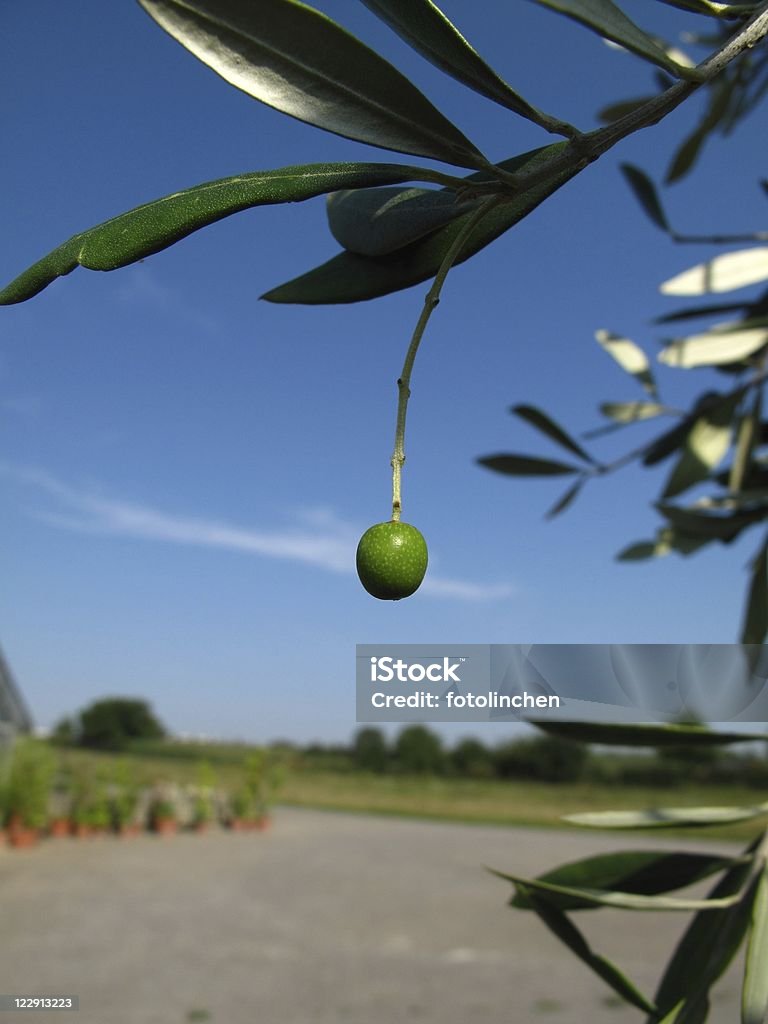 Olive - Lizenzfrei Blatt - Pflanzenbestandteile Stock-Foto
