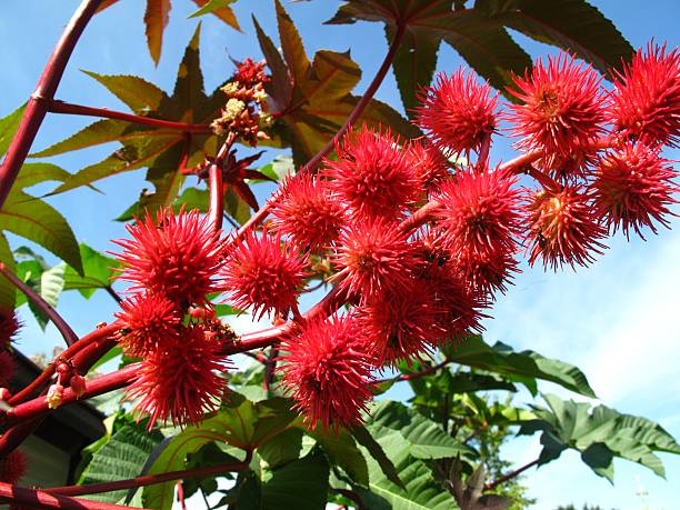 Ricinus Communis Ricinus Communis. Castor-oil plant. High toxicity plant with a lot of industrial applications: cosmetics, oil, cathartic... castor bean plant photos stock pictures, royalty-free photos & images