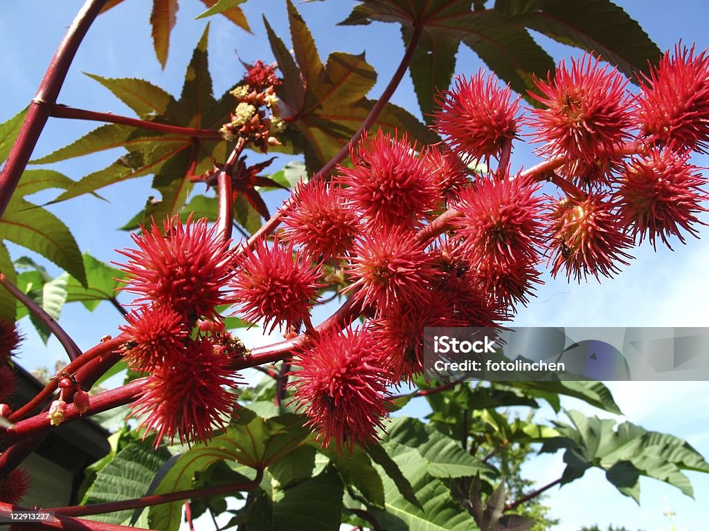 Ricinus Communis - Royalty-free Mamona Foto de stock