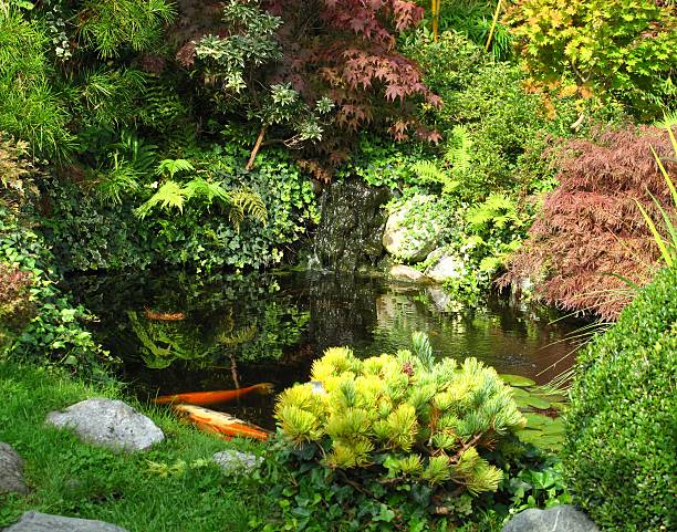 istock Japanese garden - big kois in the pond 122913653