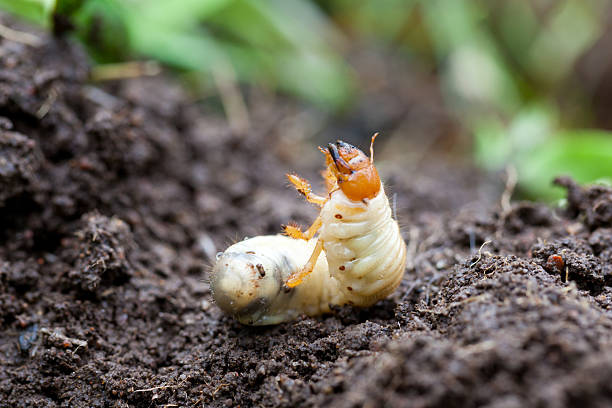 Beetle larva on soil stock photo