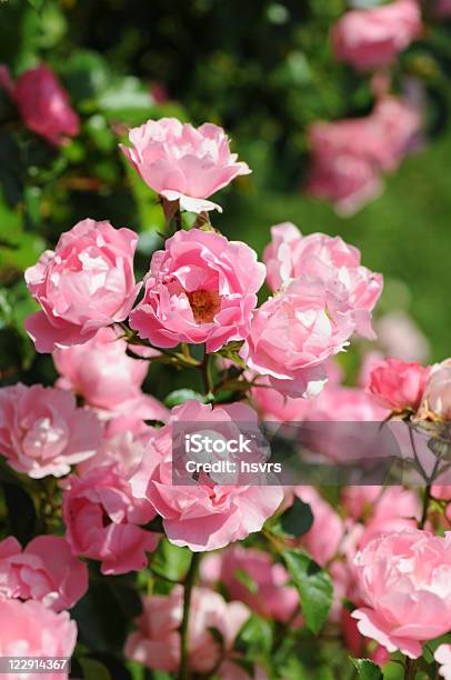 Close Up Of Pink Prickly Roses Stock Photo - Download Image Now - Rose Garden, Backgrounds, Bud