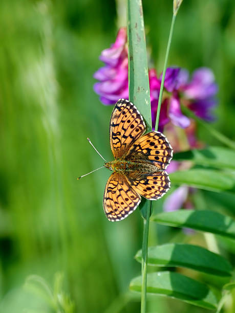 istock The butterfly nacreous 122914560