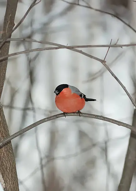 Bullfinch on a branch in winter wood