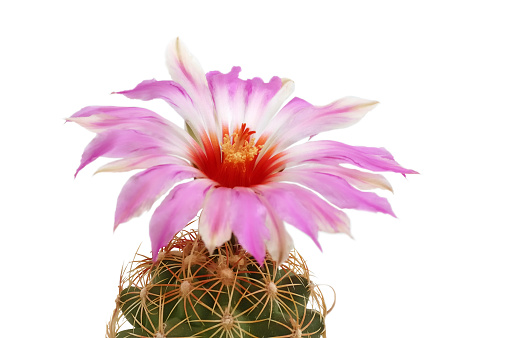 Blooming cactus Thelocactus schwarzii on a white background. The diameter of the flower 9 cm\nPlease review my portfolio by category:\n[url=http://www.istockphoto.com/file_search.php?action=file&lightboxID=6343826]\n[img]http://img-fotki.yandex.ru/get/9219/34889942.6/0_90482_38566daa_S[/img][/url]\n\n