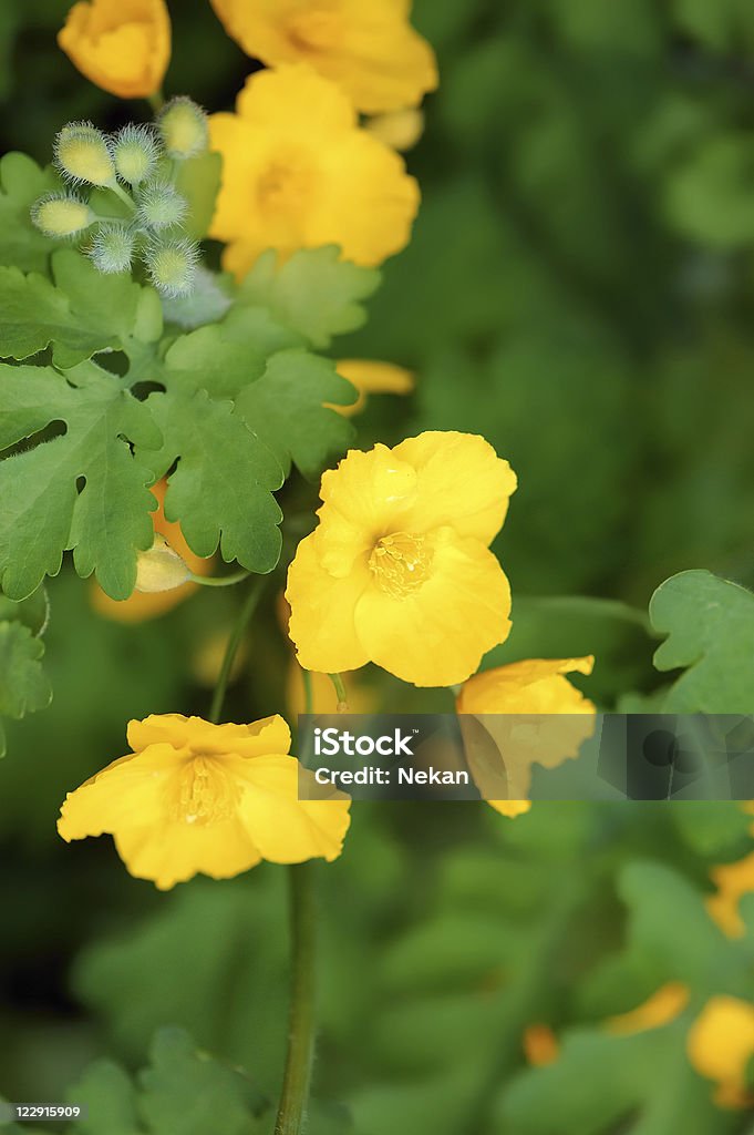 Celandine Flowers celandine (Chelidonii majoris herba).
 Blossom Stock Photo