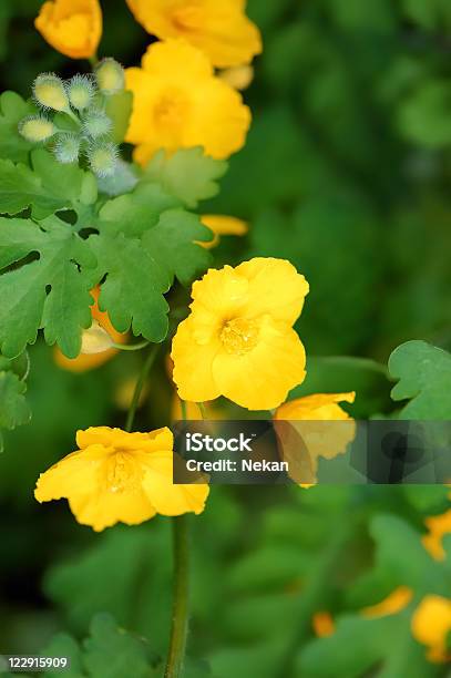 Celandine Stock Photo - Download Image Now - Blossom, Bud, Celandine