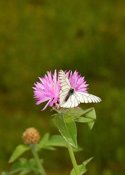 istock Beautiful white butterfly on a flower  [Aporia crataegi] 122916571