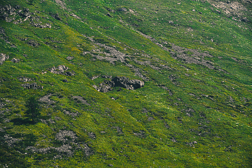 slope of hill with green grass and few boulders, mountain pasture for animals