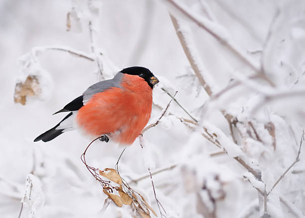 bullfinch on the snowy branches. - domherre bildbanksfoton och bilder