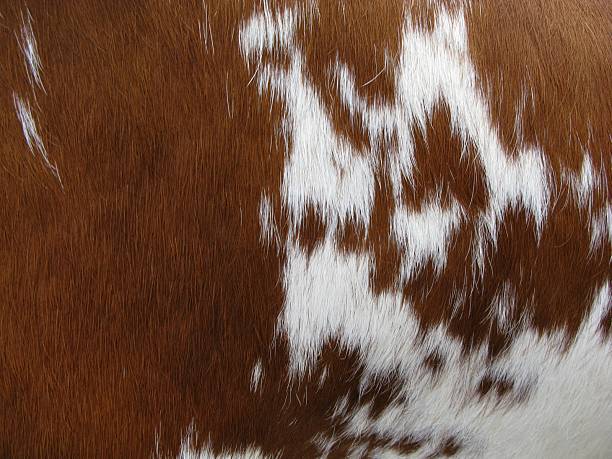 воловью кожу мех - cow hide textured print стоковые фото и изображения
