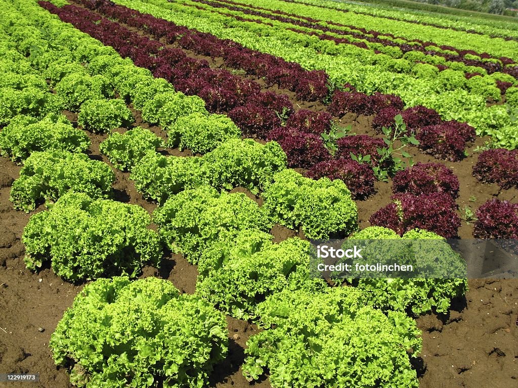 Salat mit Aufnäher - Lizenzfrei Feld Stock-Foto