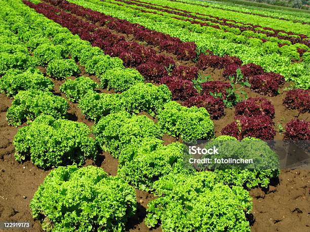 Salat Mit Aufnäher Stockfoto und mehr Bilder von Feld - Feld, Lollo Rosso - Blattsalat, Blatt - Pflanzenbestandteile