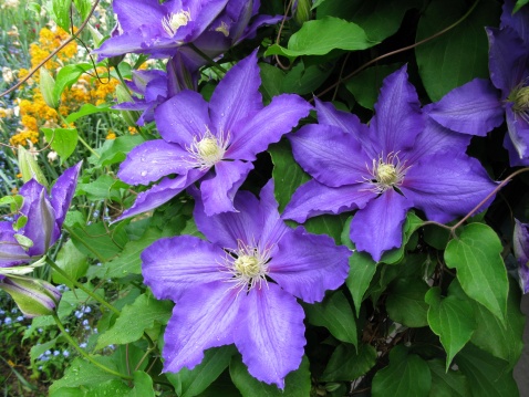 Flowering Pink Clematis Clematis hybrida on a pink background. Beautiful purple flowering Clematis. A large clematis flower with yellow finger-like stamens