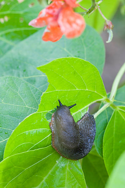 istock Slug In The Vegetables 122922956