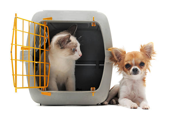 kitten in pet carrier and chihuahua cat closed inside pet carrier and chihuahua isolated on white background transportation cage stock pictures, royalty-free photos & images