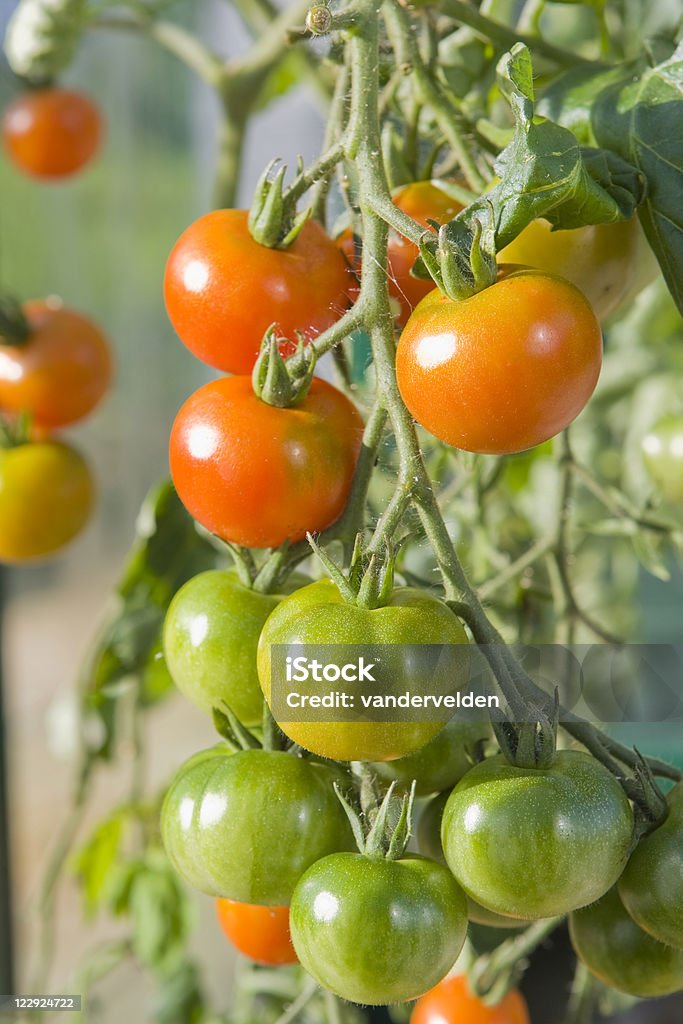 Le Truss tomate - Photo de Aliment cru libre de droits