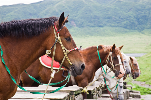 Row of horses at meadow for horse riding